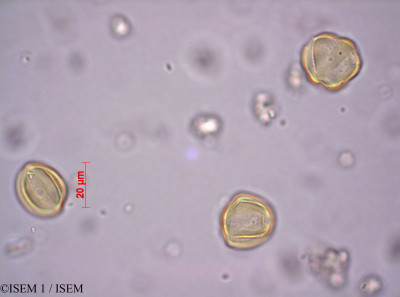ISEM 1/Lythrum_borysthenicum_28887/Lythrum_borysthenicum_28887_0001(copy)_thumb.jpg